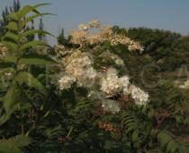 Sorbaria arborea - Inflorescence - Click to enlarge!