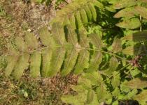 Sorbaria arborea - Leaf - Click to enlarge!