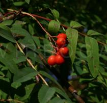 Sorbus aucuparia - Fruits - Click to enlarge!