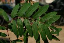 Sorbus aucuparia - Leaf - Click to enlarge!