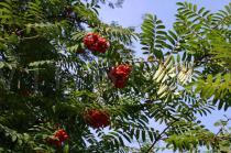 Sorbus aucuparia - Branch - Click to enlarge!