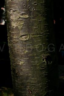 Sorbus aucuparia - Bark - Click to enlarge!