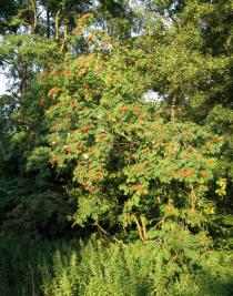 Sorbus aucuparia - Habit - Click to enlarge!