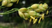 Sorghum bicolor - Flowers - Click to enlarge!