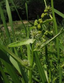 Sparganium stoloniferum - Panicle - Click to enlarge!
