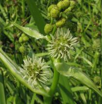 Sparganium stoloniferum - Female flower heads - Click to enlarge!
