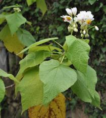 Sparrmannia africana - Foliage - Click to enlarge!
