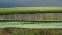 Spartina densiflora - Upper and lower surface of leaf section - Click to enlarge!