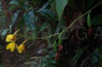 Spathoglottis pubescens - Flowers and fruits - Click to enlarge!