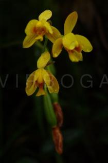 Spathoglottis pubescens - Flowers - Click to enlarge!