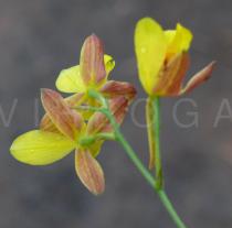 Spathoglottis pubescens - Flowers, back side - Click to enlarge!