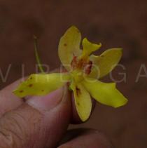 Spathoglottis pubescens - Flower - Click to enlarge!
