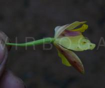 Spathoglottis pubescens - Flower, side view - Click to enlarge!