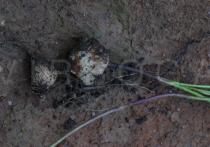 Spathoglottis pubescens - Bulb - Click to enlarge!