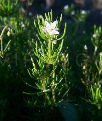 Spergula arvensis - Flower - Click to enlarge!