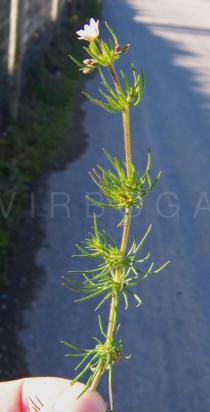 Spergula arvensis - Flowering branch - Click to enlarge!