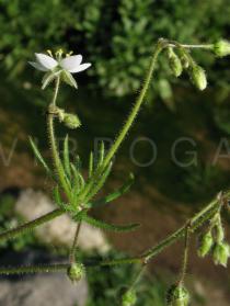 Spergula arvensis - Flower, side view - Click to enlarge!