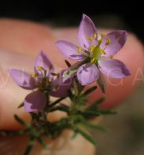 Spergularia rubra - Flower - Click to enlarge!