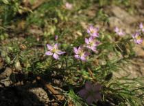 Spergularia rubra - Habit - Click to enlarge!