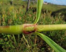 Spermacoce capitata - Leaf base - Click to enlarge!