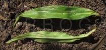 Spermacoce capitata - Upper and lower surface of leaf - Click to enlarge!
