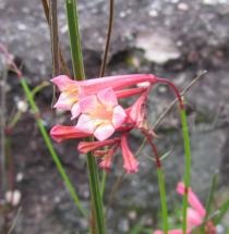 Spigelia pulchella - Flowers - Click to enlarge!