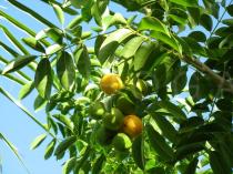 Spondias mombin - Fruits - Click to enlarge!