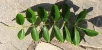 Spondias mombin - Leaf upper side - Click to enlarge!