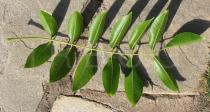 Spondias mombin - Leaf lower side - Click to enlarge!