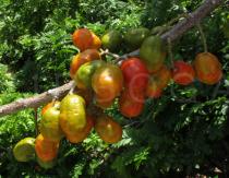 Spondias purpurea - Fruits - Click to enlarge!