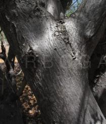 Spondias tuberosa - Bark - Click to enlarge!