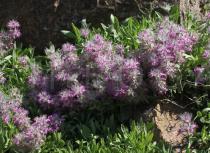 Stachys lavandulifolia - Habit - Click to enlarge!