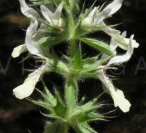 Stachys ocymastrum - Flower, side view - Click to enlarge!