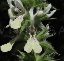 Stachys ocymastrum - Flower - Click to enlarge!