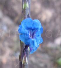 Stachytarpheta crassifolia - Flower - Click to enlarge!