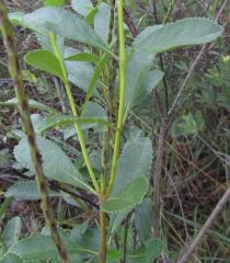 Stachytarpheta crassifolia - Foliage - Click to enlarge!
