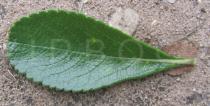 Stachytarpheta crassifolia - Upper surface of leaf - Click to enlarge!