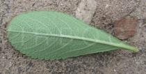 Stachytarpheta crassifolia - Lower surface of leaf - Click to enlarge!