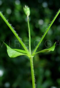 Stellaria neglecta - Leaf insertion - Click to enlarge!