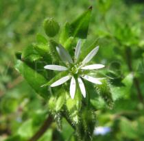 Stellaria nemorum - Flower - Click to enlarge!