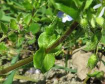Stellaria nemorum - Leaf insertion - Click to enlarge!