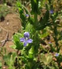 Stemodia durantifolia - Flower - Click to enlarge!