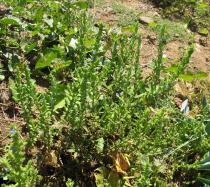 Stemodia durantifolia - Habit - Click to enlarge!