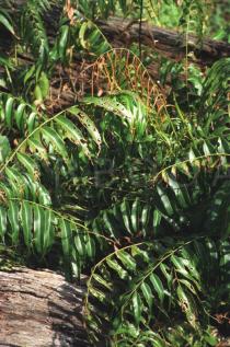 Stenochlaena palustris - Fertile frond - Click to enlarge!