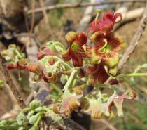 Sterculia setigera - Inflorescence - Click to enlarge!