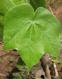 Sterculia setigera - Upper surface of leaf - Click to enlarge!