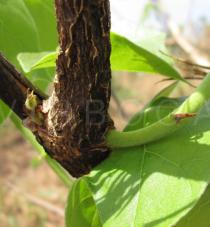 Sterculia setigera - Leaf insertion - Click to enlarge!