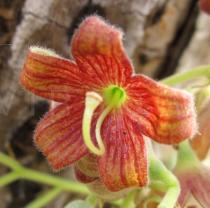 Sterculia setigera - Flower - Click to enlarge!