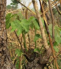 Sterculia setigera - Juvenile foliage - Click to enlarge!