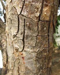 Sterculia setigera - Bark - Click to enlarge!